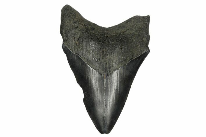 Fossil Megalodon Tooth - South Carolina #180924